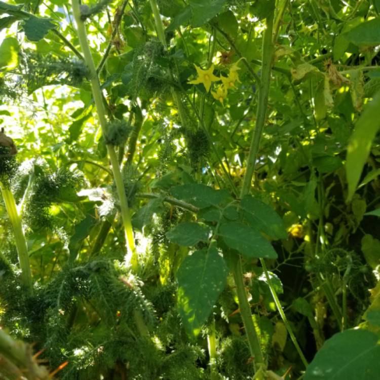 Plant image Solanum Pimpernelifolium 'Red Currant