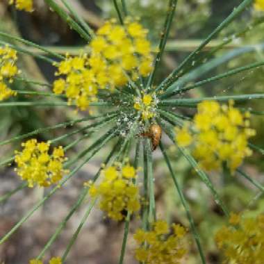 Foeniculum vulgare