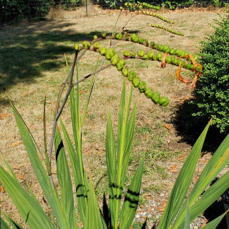 Plant image Chasmanthe Floribunda