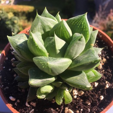 Haworthia Cuspidata