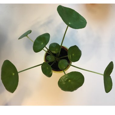 Pilea peperomioides