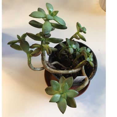 x Graptosedum Bronze