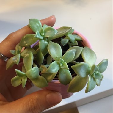 Graptopetalum Paraguayense subsp. Paraguayense