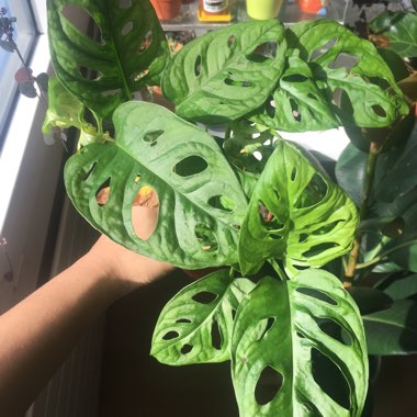 Adanson's Monstera