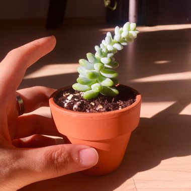 Sedum 'Burro's Tail'