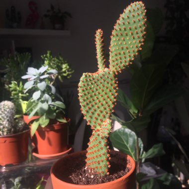 Bunny Ears Cactus