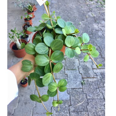 Peperomia deppeana x quadrifolia 'Hope' syn. Peperomia Tetraphylla 'Hope'