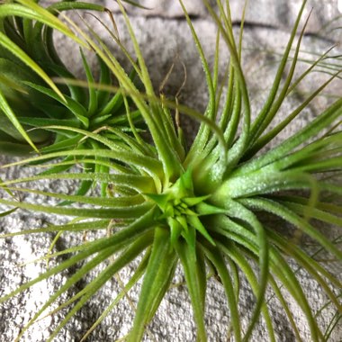 Airplant