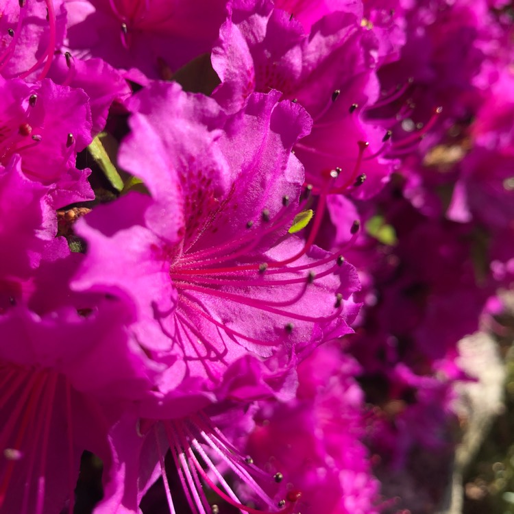 Plant image Rhododendron 'Cornell Pink'