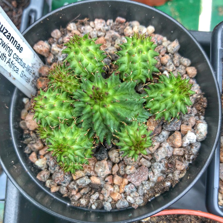 Plant image Euphorbia susannae