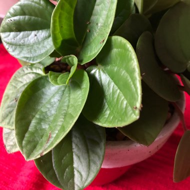 Peperomia