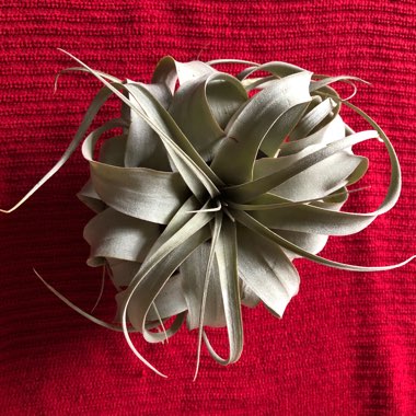 Tillandsia