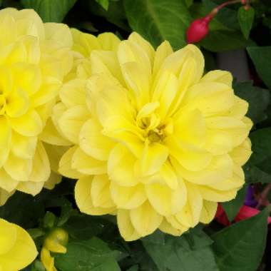 Dahlia 'Golden Emblem'