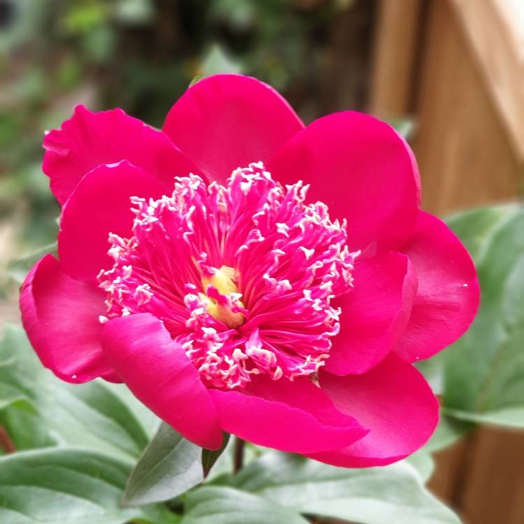 Plant image Paeonia 'Blaze'