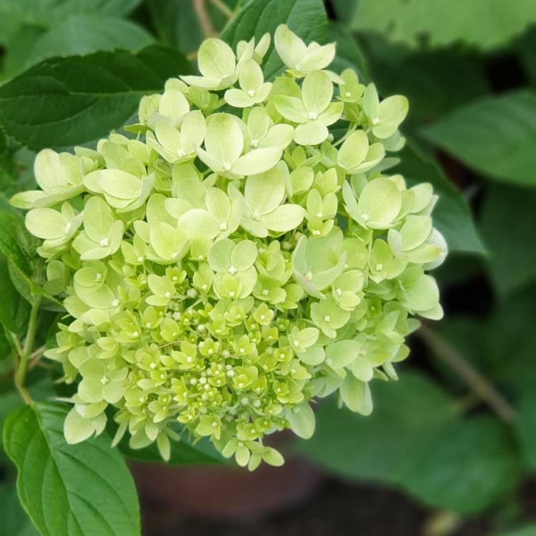 Plant image Hydrangea paniculata 'Jane' syn. Hydrangea paniculata 'Little Lime'