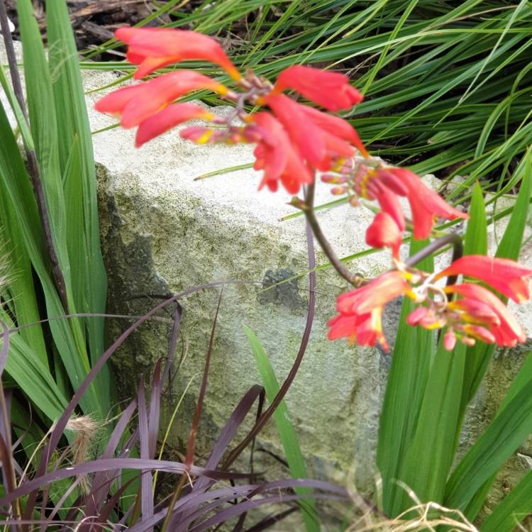 Plant image Crocosmia 'Emberglow'