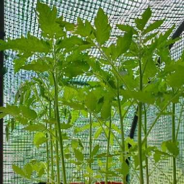 Solanum Lycopersicum var. cerasiforme 'Terenzo'