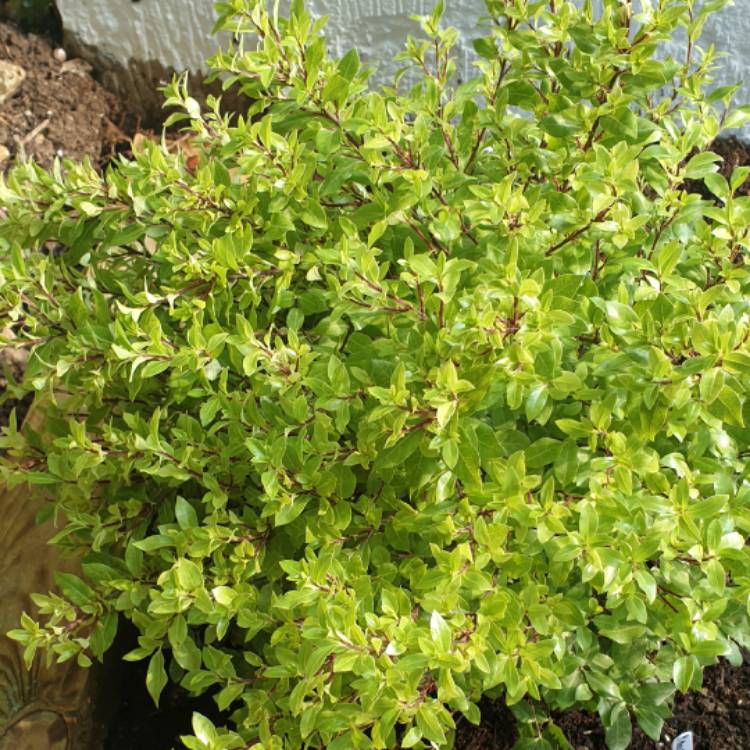 Plant image Pittosporum tenuifolium 'Gold Star'