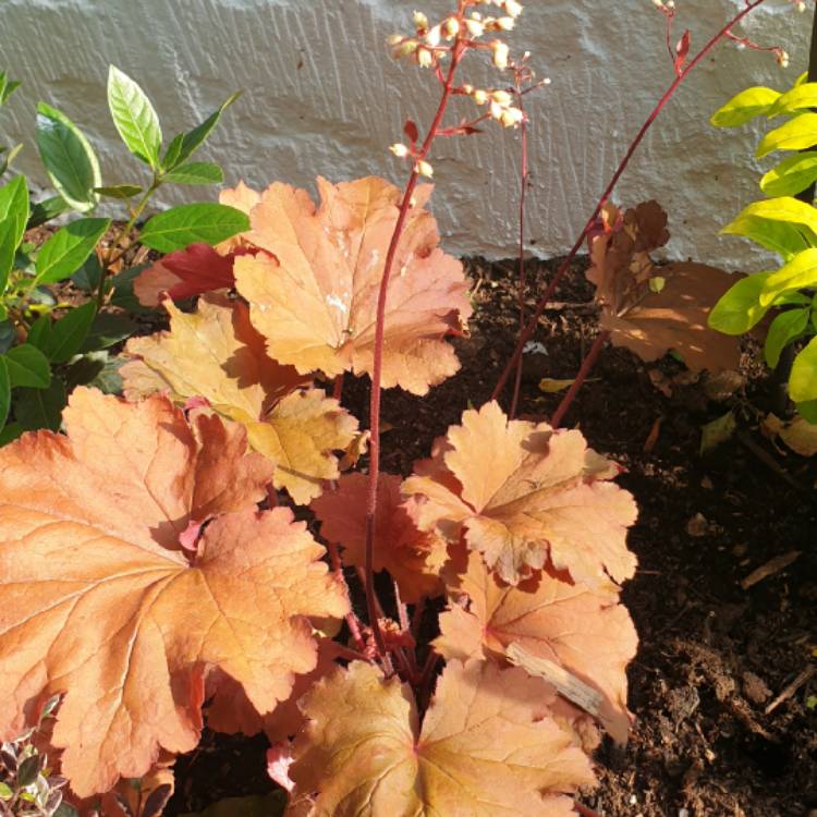 Plant image Heuchera 'Rio'