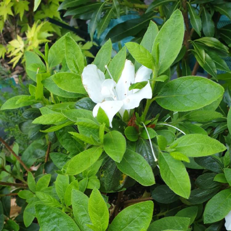 Plant image Rhododendron 'White Lace'