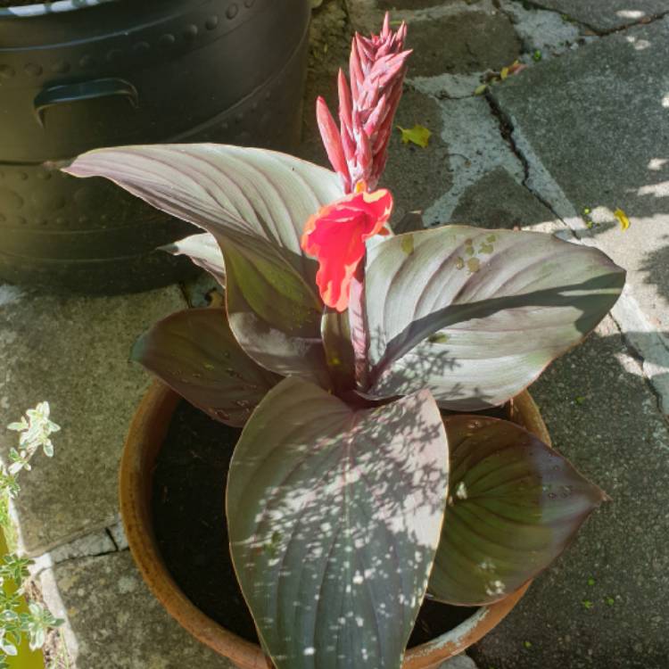 Plant image Canna 'Cannova Bronze Scarlet' (Cannova Series)