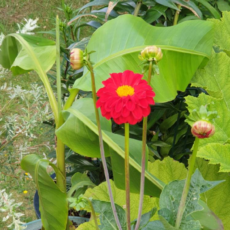 Plant image Dahlia variabilis 'Pompone Mixed' (Mix)