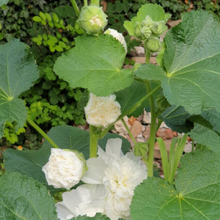 Plant image Alcea rosea 'Chater's Double Group Icicle'