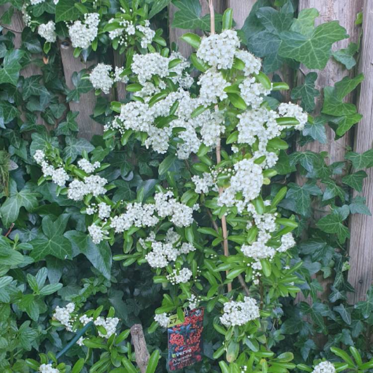 Plant image Pyracantha 'Cadange' syn. Pyracantha 'Saphyr Orange', Pyracantha 'Orange Cadence'