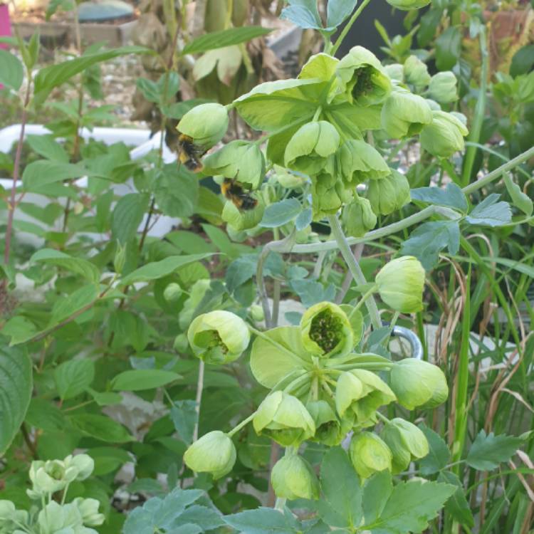 Plant image Mathiasella bupleuroides 'Green Dream'