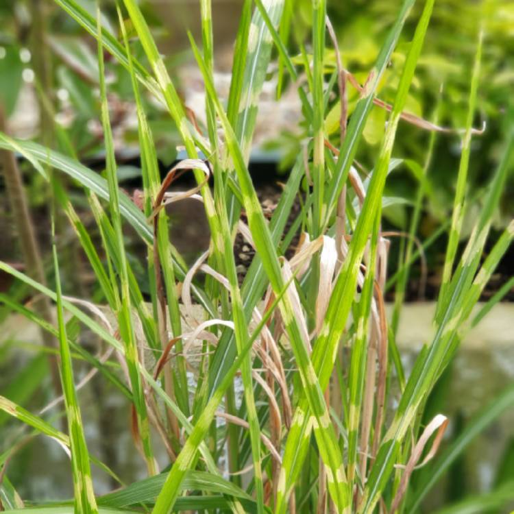 Plant image Miscanthus sinensis 'Variegatus'