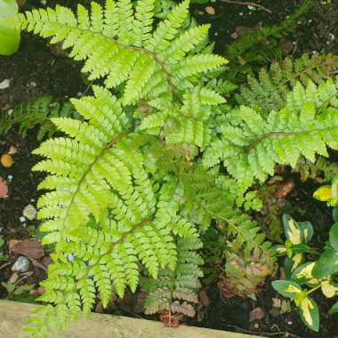 Soft shield fern