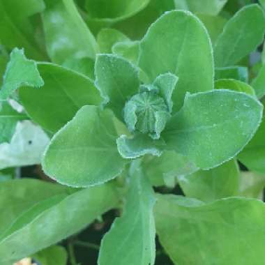 Pot Marigold