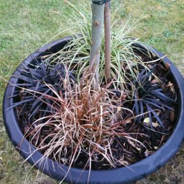 Ophiopogon planiscapus 'Kokuryu' syn. Ophiopogon planiscapus 'Nigrescens', Ophiopogon planiscapus 'Black Dragon', Ophiopogon planiscapus 'Nigra'