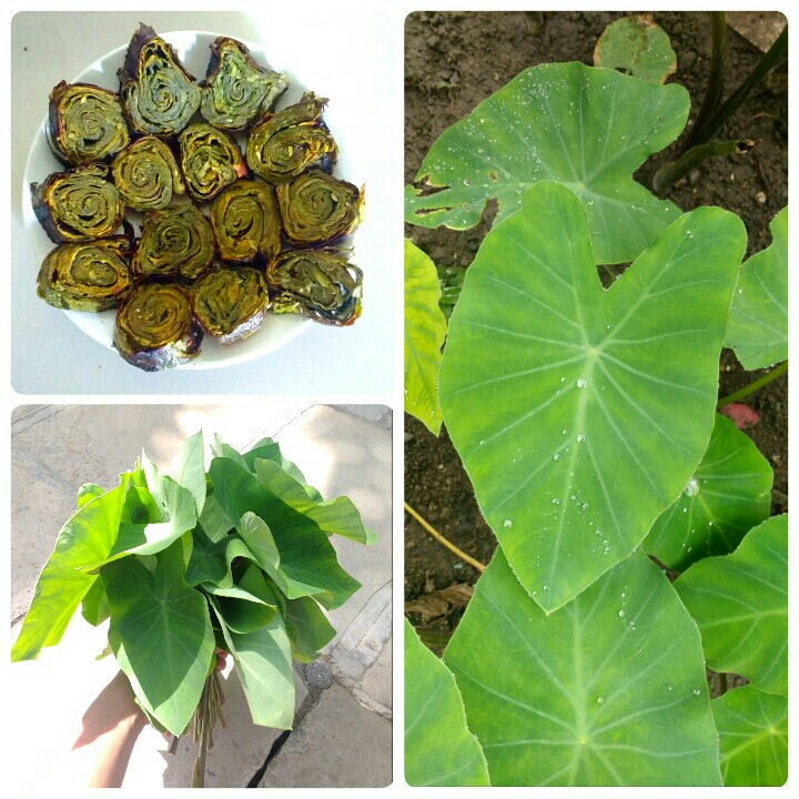 Plant image Colocasia esculenta 'Burgundy Stem'