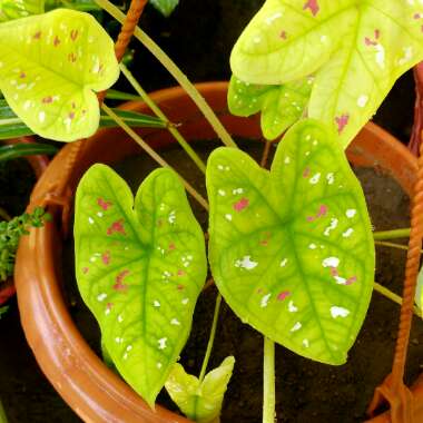 Caladium bicolor 'Florida Clown'

