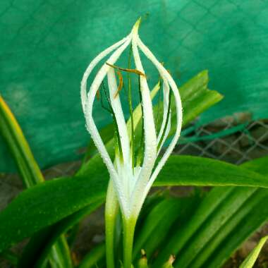 Hymenocallis littoralis