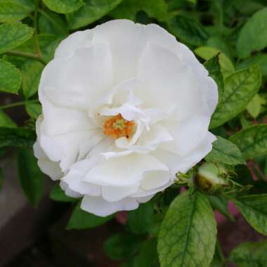 Rosa 'White Flower Carpet'