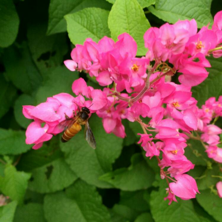 Plant image Antigonon leptopus