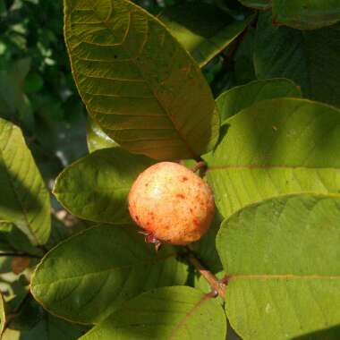 Psidium Guajava