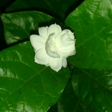 Jasminum sambac