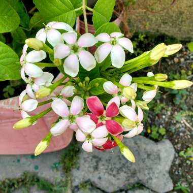 Combretum indicum syn. Quisqualis indica