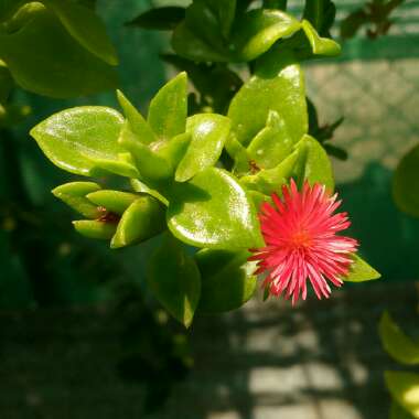 Aptenia cordifolia