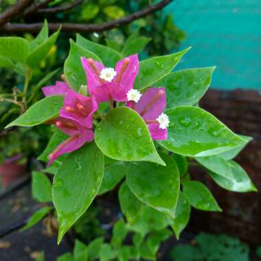 Bougainvillea