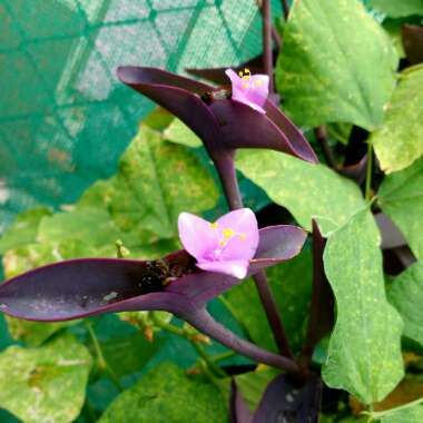 Tradescantia pallida