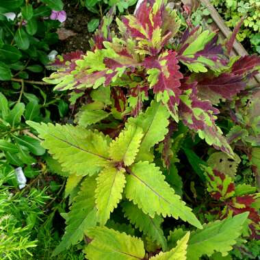 Plectranthus scutellarioides 'Combat'