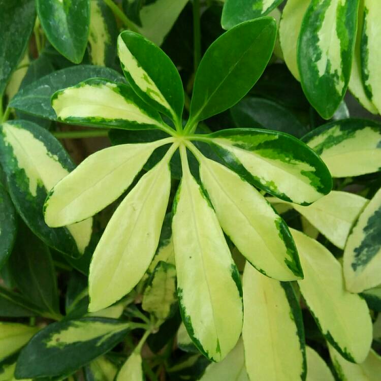 Plant image Schefflera Arboricola 'Jacqueline'