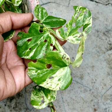 Epipremnum aureum 'Marble Queen'