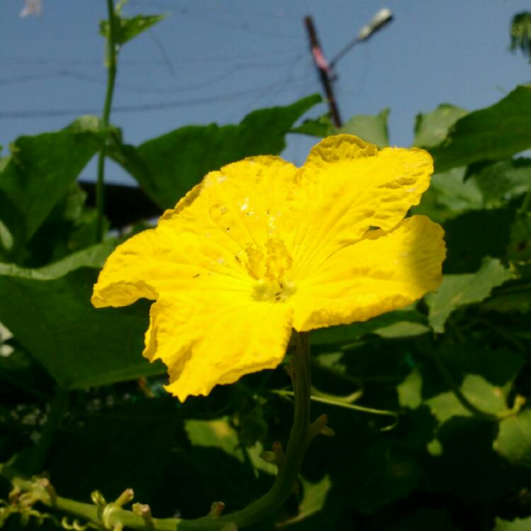 Plant image Luffa aegyptiaca