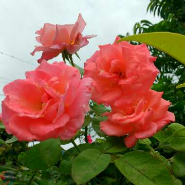 Rosa (Hybrid Tea)