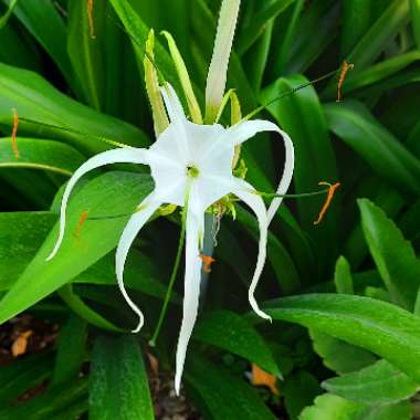 Hymenocallis littoralis